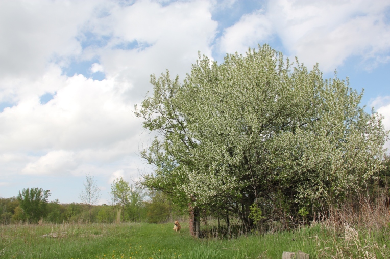 Apple Blossoms, Southern Minnesota, USA